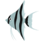 angel fish